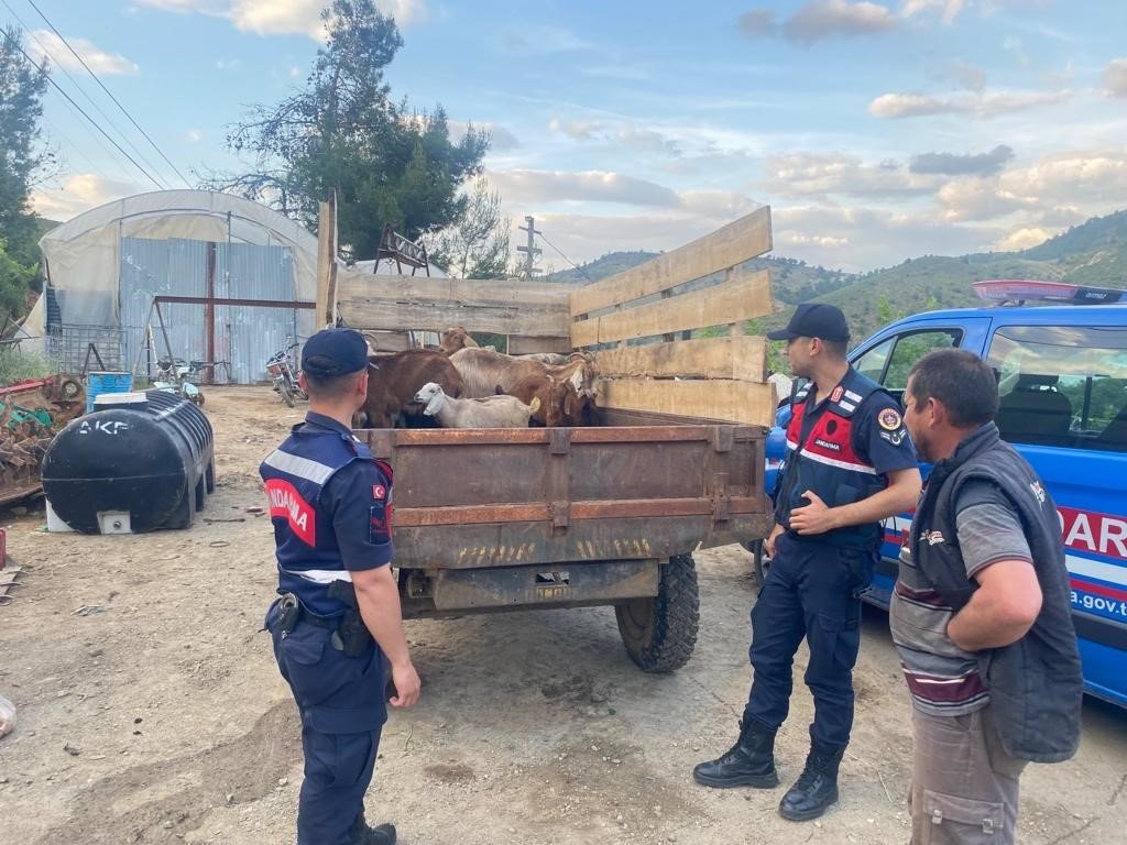 Bilecik’te ormanda kaybolan 11 küçükbaş hayvanı jandarma buldu