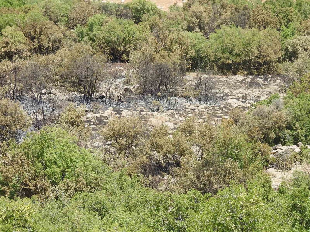 Kilis’teki orman yangınında 20 dönüm arazi kül oldu