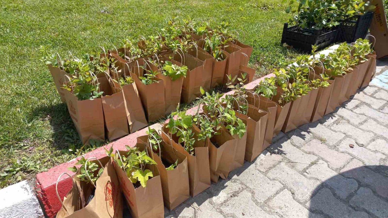 Üreticilere ‘aronia’ fidanı dağıtıldı