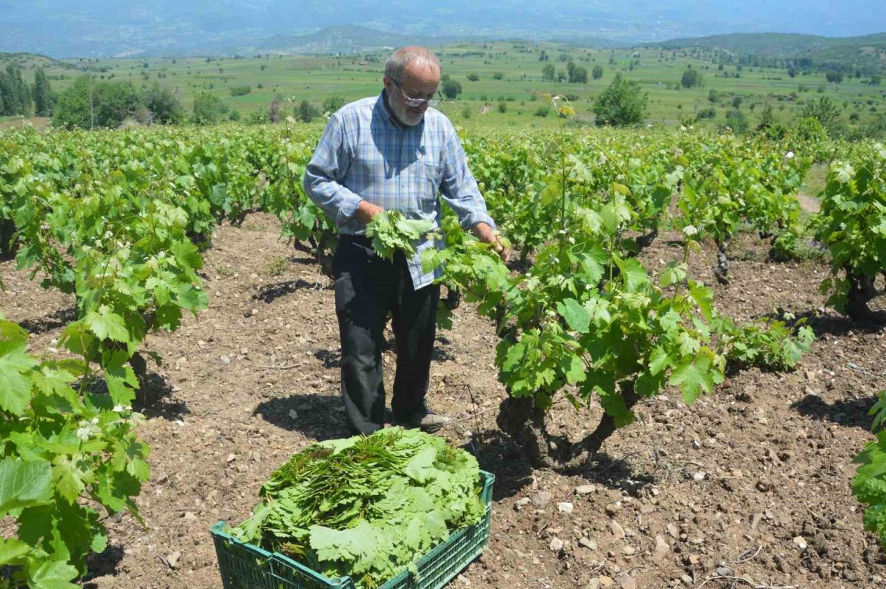 Tokat’ta bağ yaprağı hasadı başladı