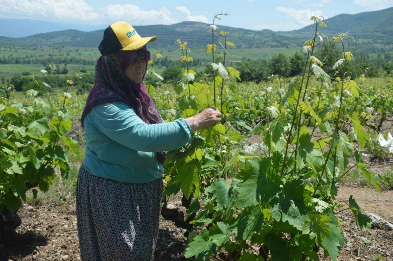 Tokat’ta bağ yaprağı hasadı başladı
