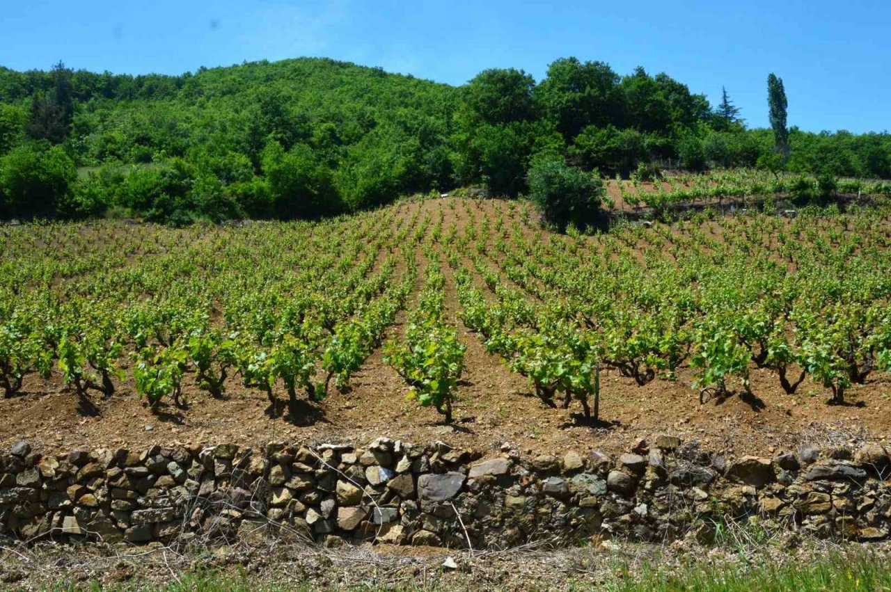 Tokat’ta bağ yaprağı hasadı başladı
