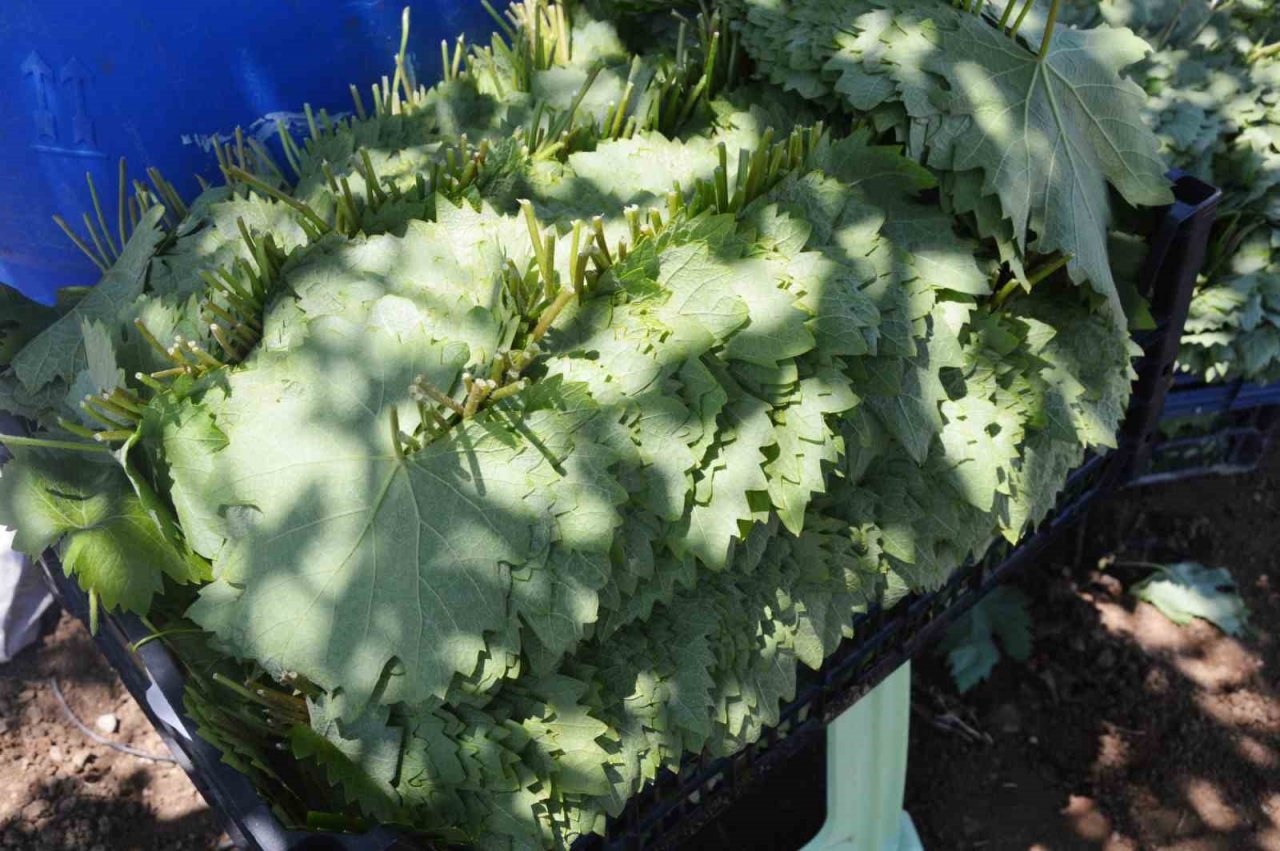 Tokat’ta bağ yaprağı hasadı başladı