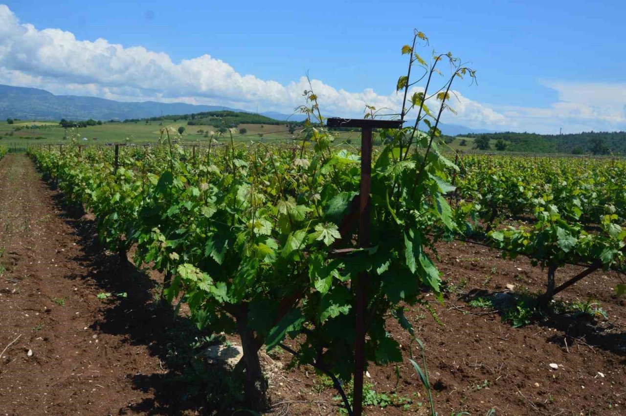 Tokat’ta bağ yaprağı hasadı başladı
