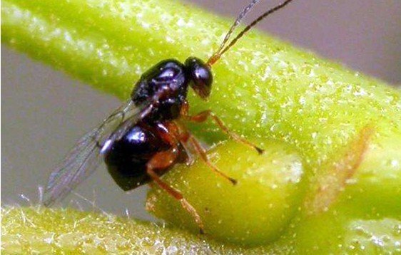 "Kestanenin geleceği tehlike altında"