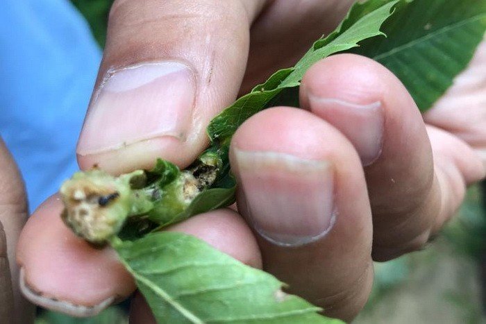 "Kestanenin geleceği tehlike altında"