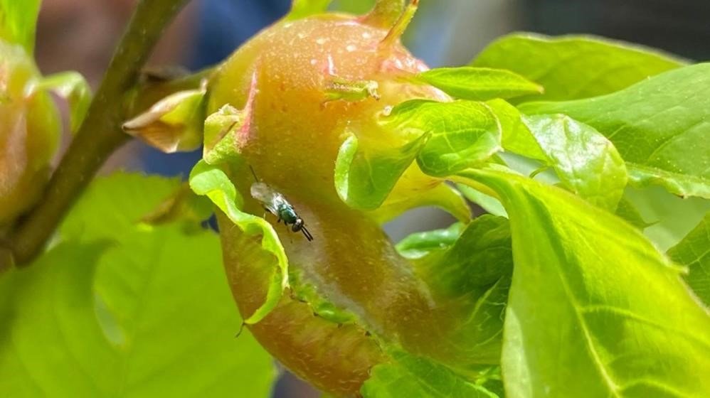 "Kestanenin geleceği tehlike altında"