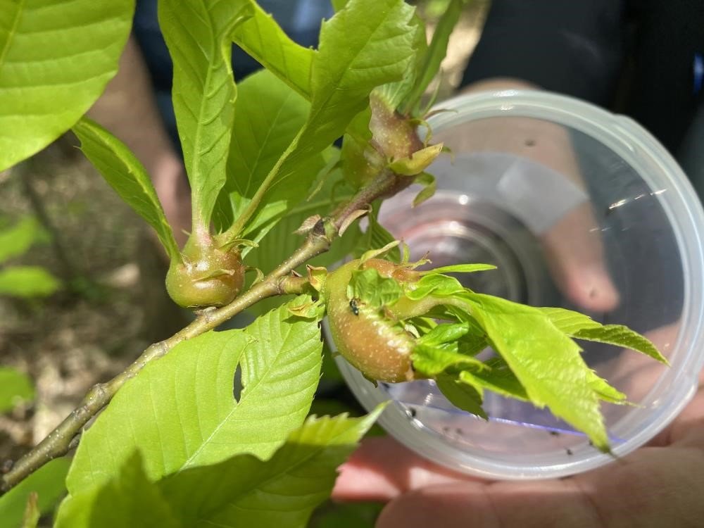 "Kestanenin geleceği tehlike altında"