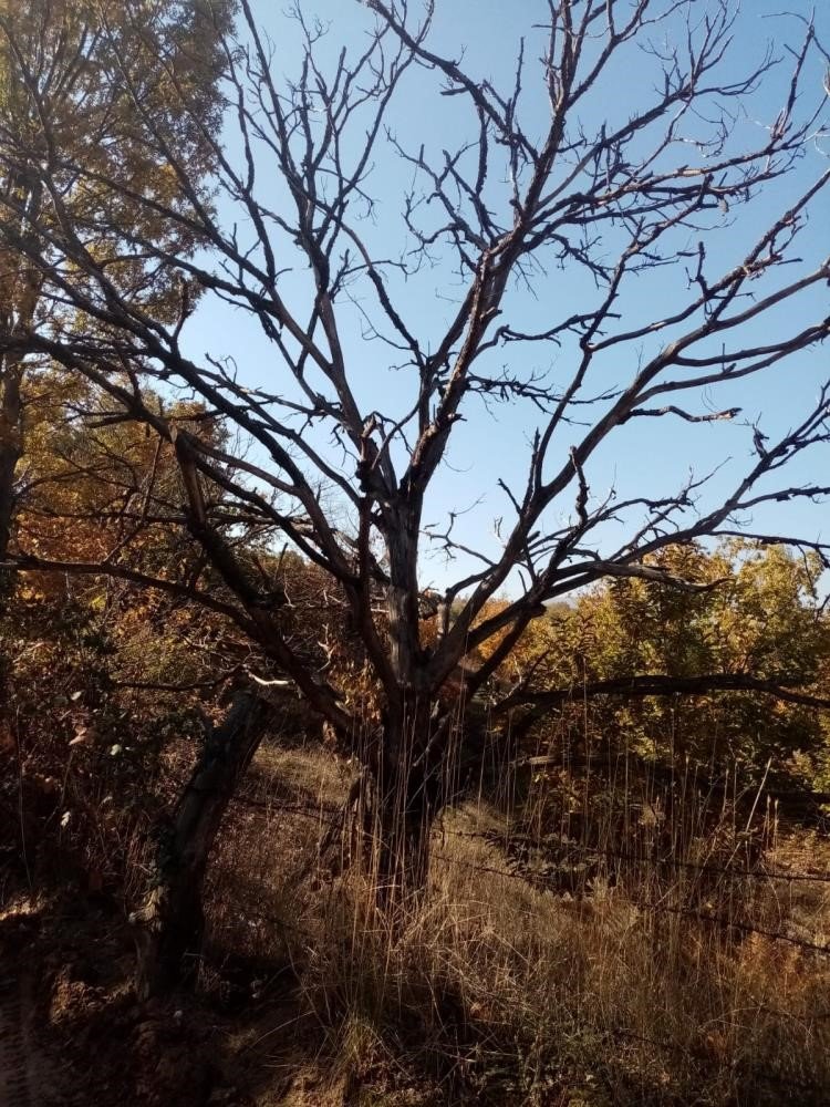 "Kestanenin geleceği tehlike altında"