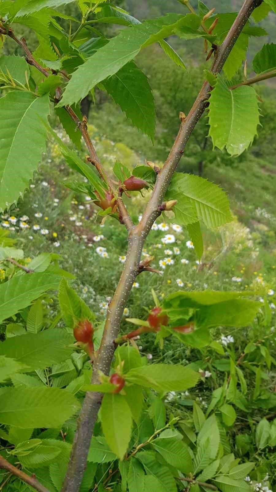 "Kestanenin geleceği tehlike altında"