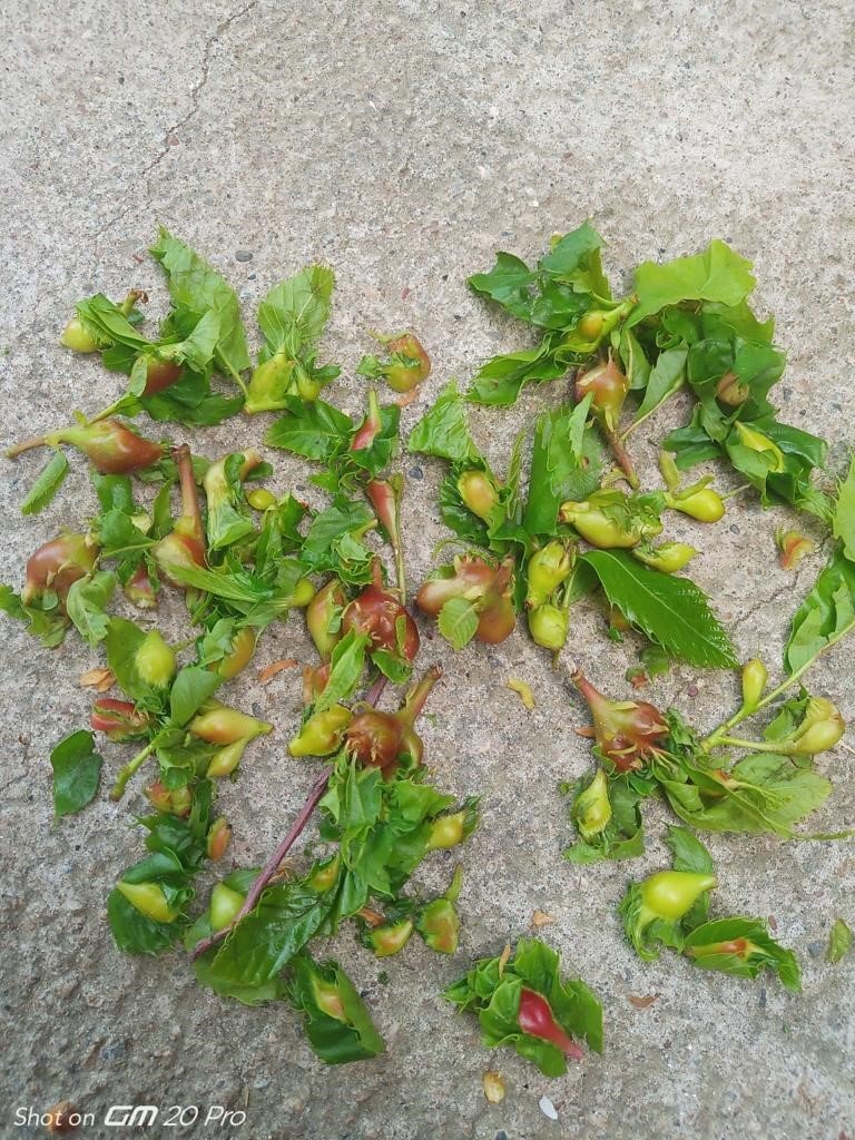 "Kestanenin geleceği tehlike altında"