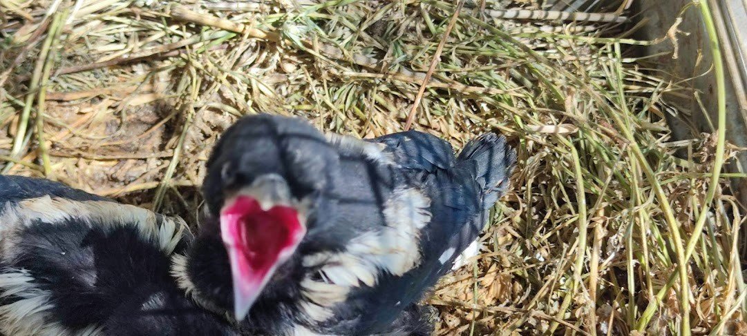 Saksağan yavruları emin ellerde