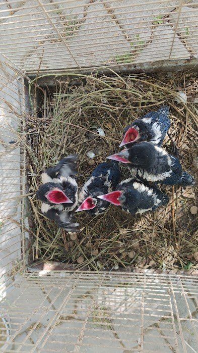 Saksağan yavruları emin ellerde