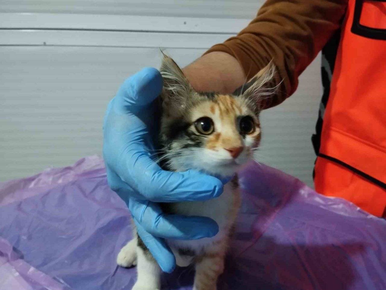 Deprem mağduru hayvanları gönüllü olarak tedavi ediyor