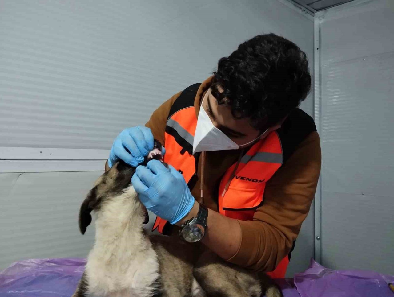 Deprem mağduru hayvanları gönüllü olarak tedavi ediyor