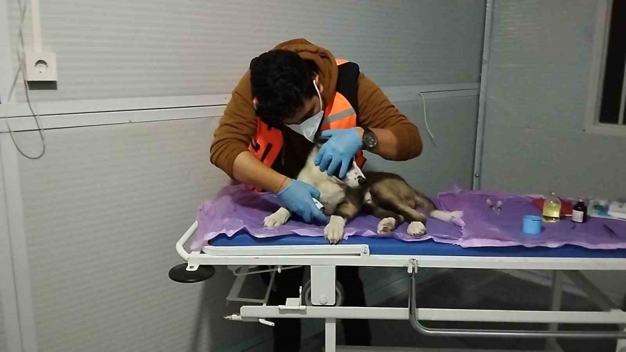 Deprem mağduru hayvanları gönüllü olarak tedavi ediyor