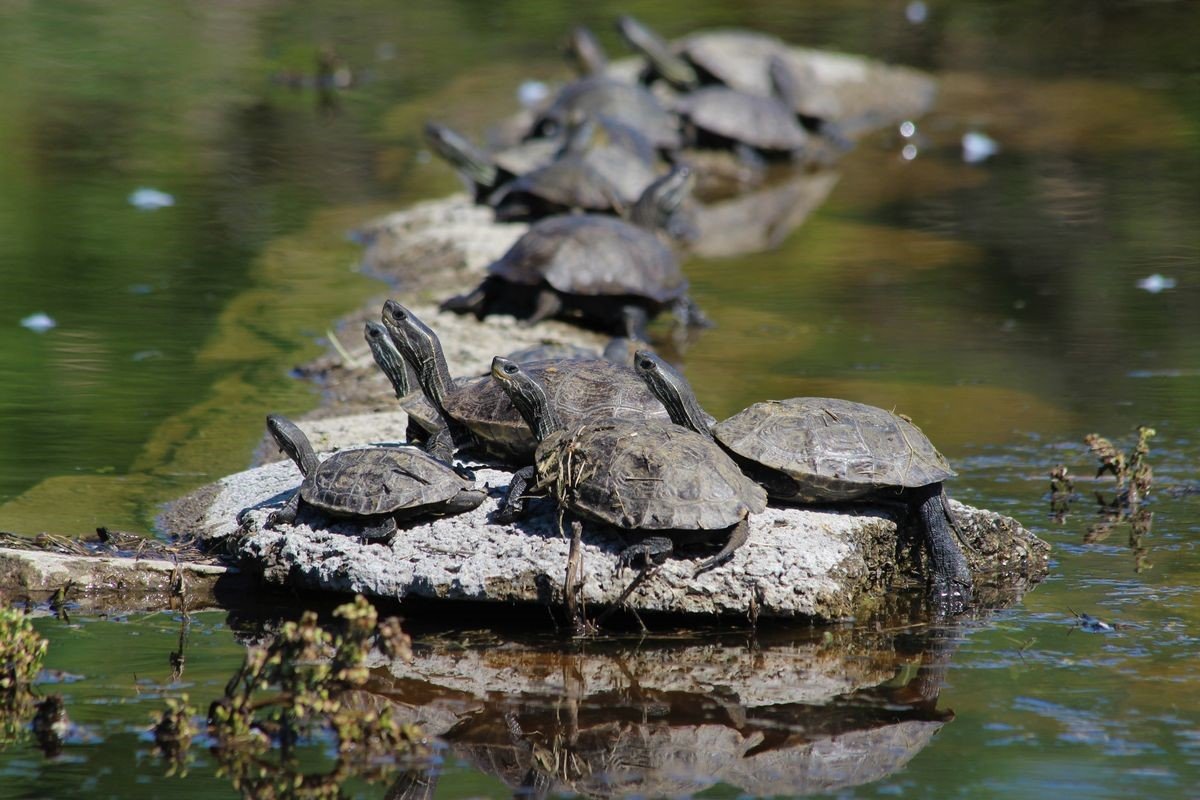 EKODOSD’tan “istilacı tür” uyarısı
