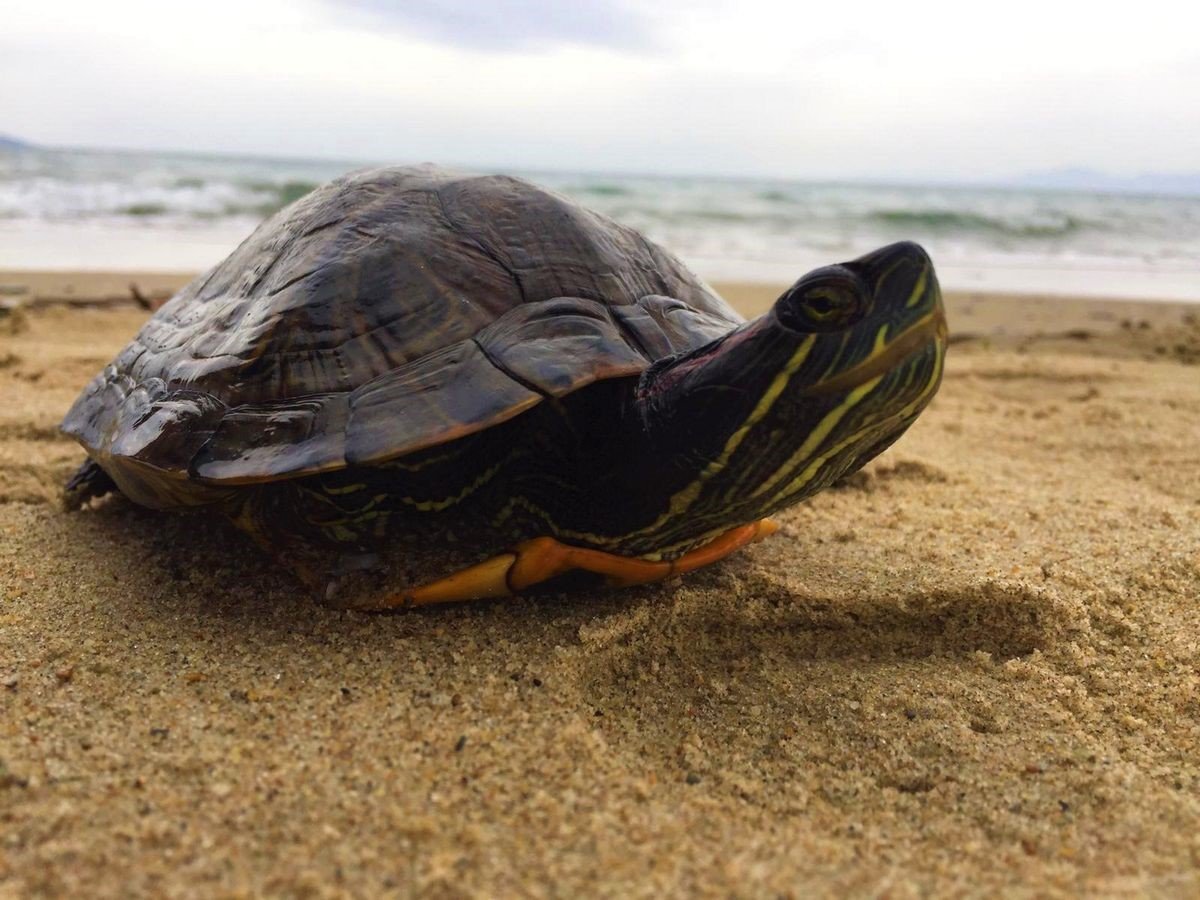 EKODOSD’tan “istilacı tür” uyarısı