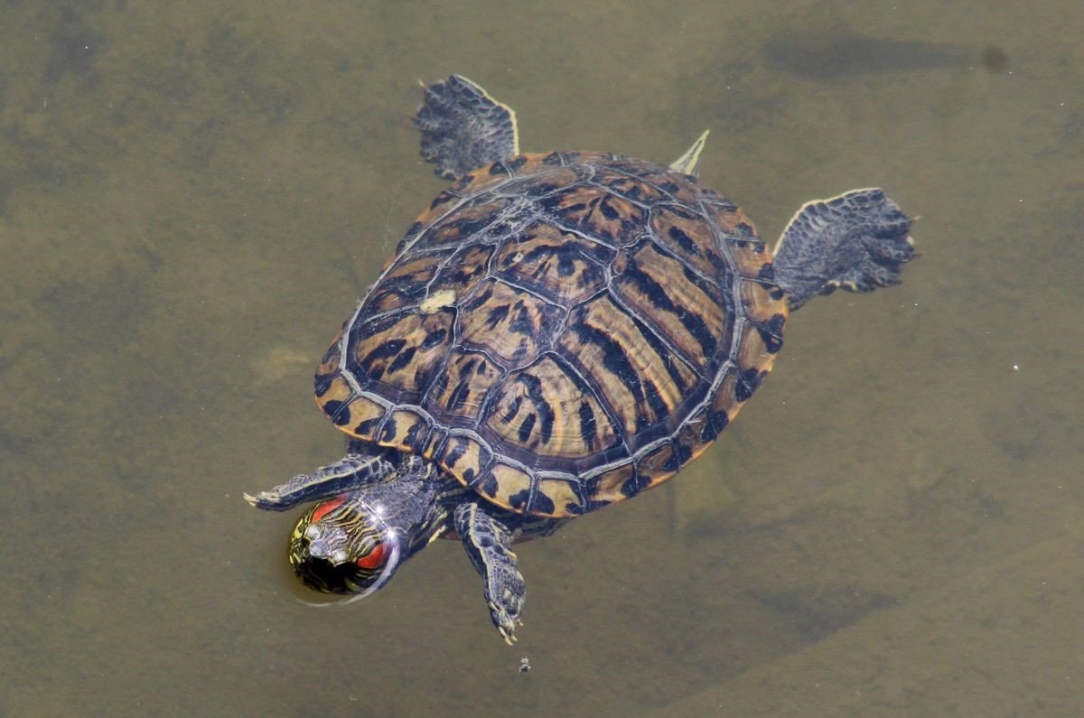 EKODOSD’tan “istilacı tür” uyarısı