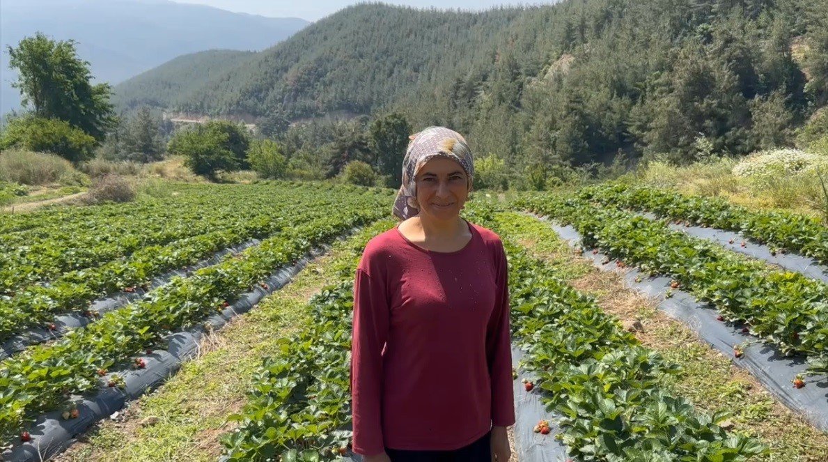Çiftçiler devlet destekli çilek bahçesi kurup üretime geçti