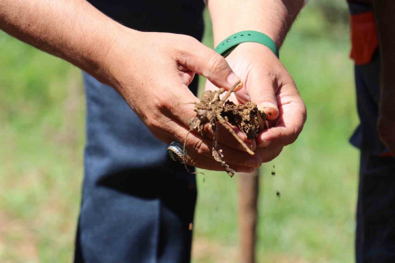 Buca’da salep hasadı yapıldı