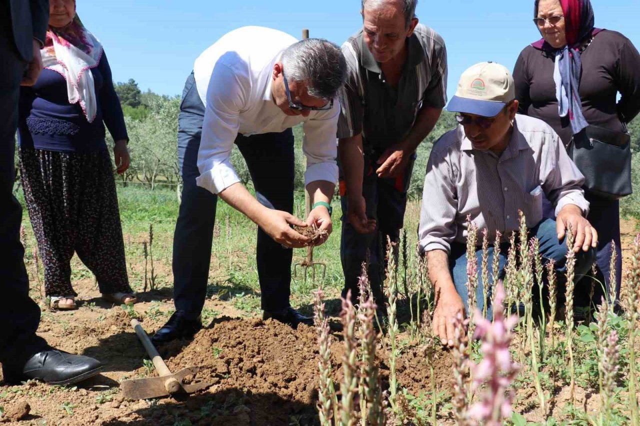 Buca’da salep hasadı yapıldı