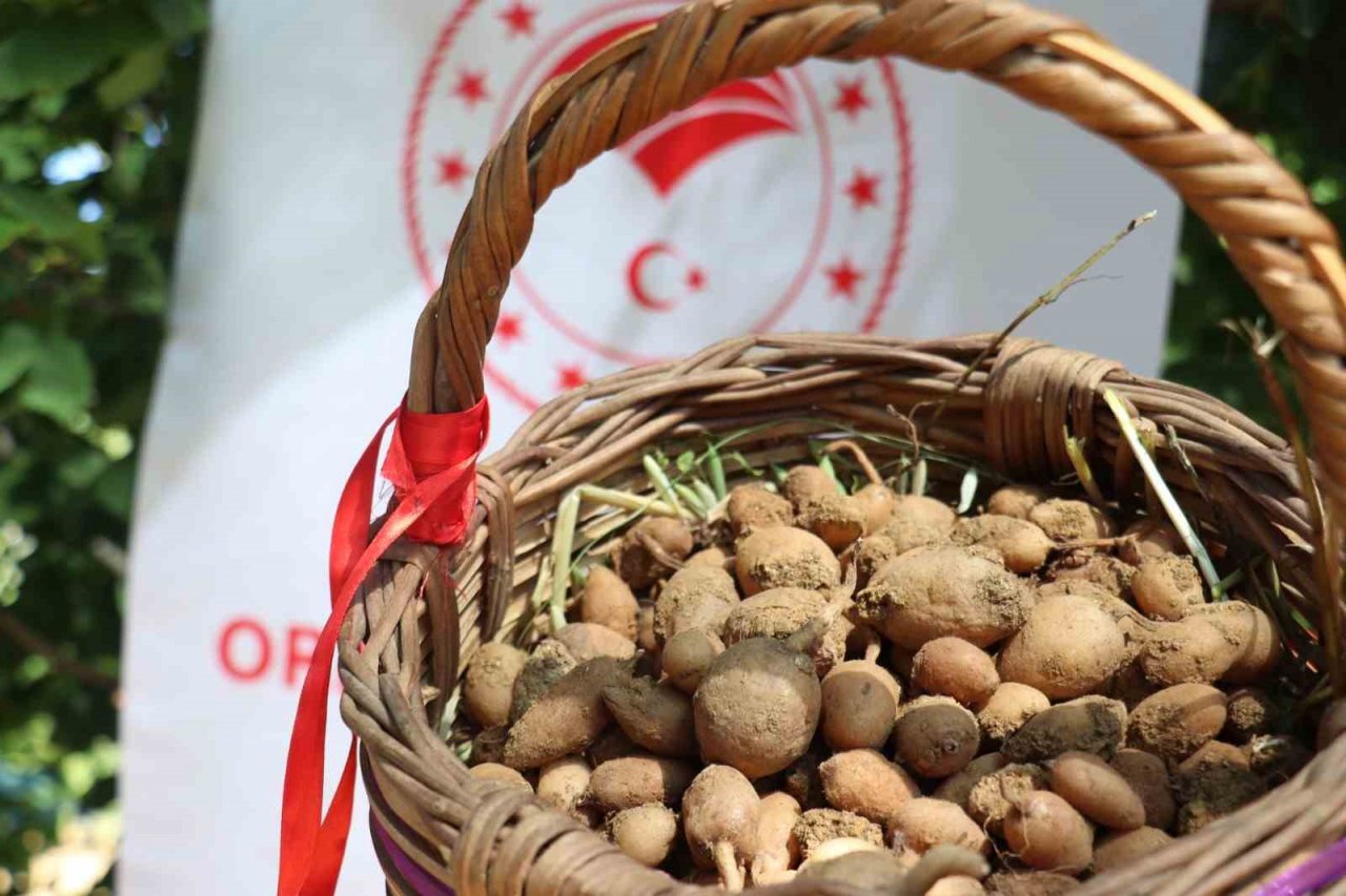 Buca’da salep hasadı yapıldı