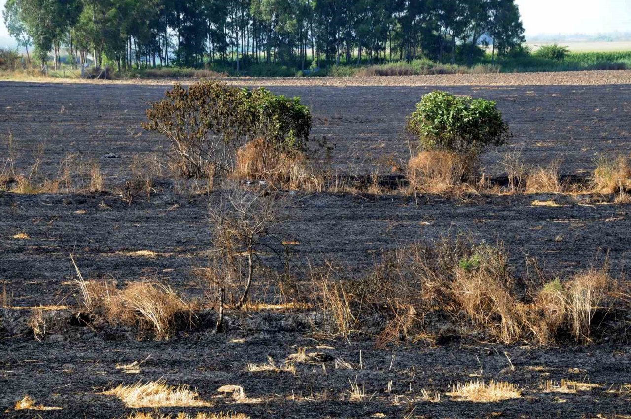 Tekin: “Anız yakmak hem çevre hem de toprak için zararlı”