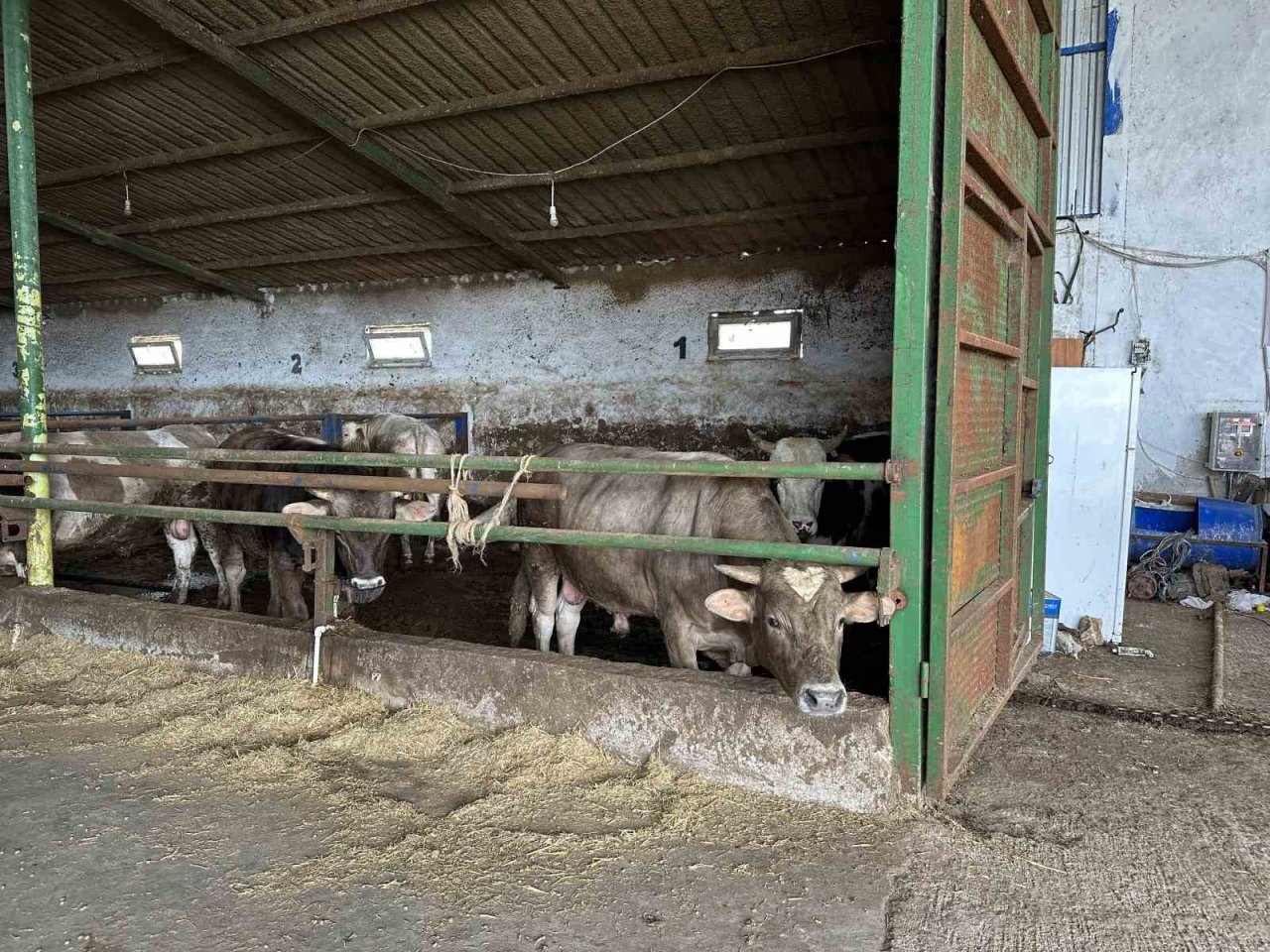 Alnında kalp şekli olan dana görenleri şaşırtıyor