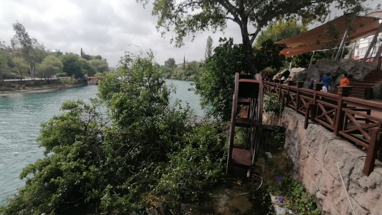 Irmak kenarındaki karacaağaç, şiddetli rüzgara direnemedi