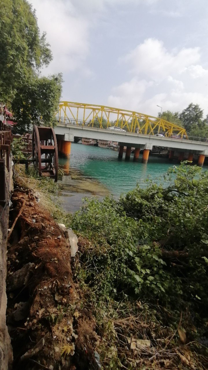 Irmak kenarındaki karacaağaç, şiddetli rüzgara direnemedi