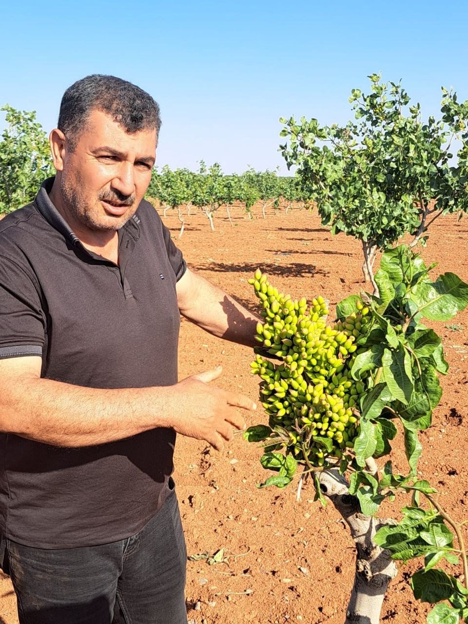 Gaziantep’te fıstık üreticileri gözlerine inanamadı