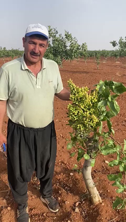 Gaziantep’te fıstık üreticileri gözlerine inanamadı