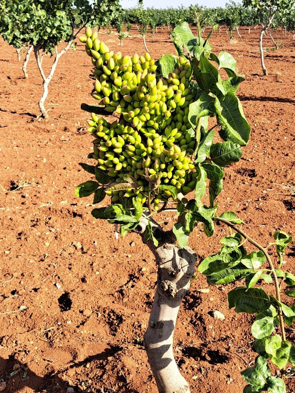Gaziantep’te fıstık üreticileri gözlerine inanamadı