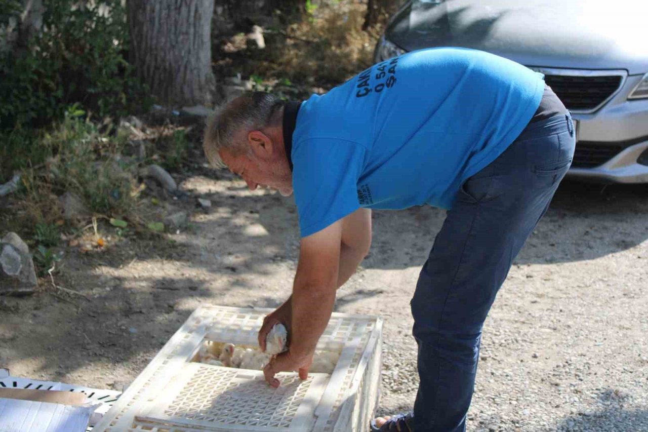 Civciv üreticileri, yasal düzenleme istiyor