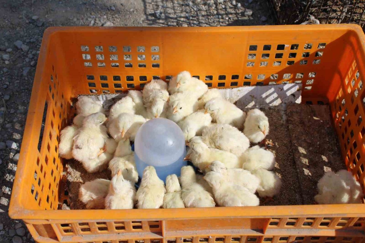 Civciv üreticileri, yasal düzenleme istiyor