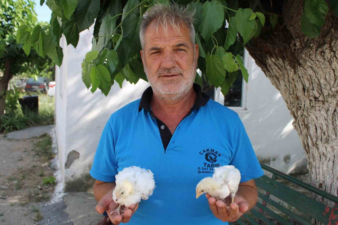 Civciv üreticileri, yasal düzenleme istiyor