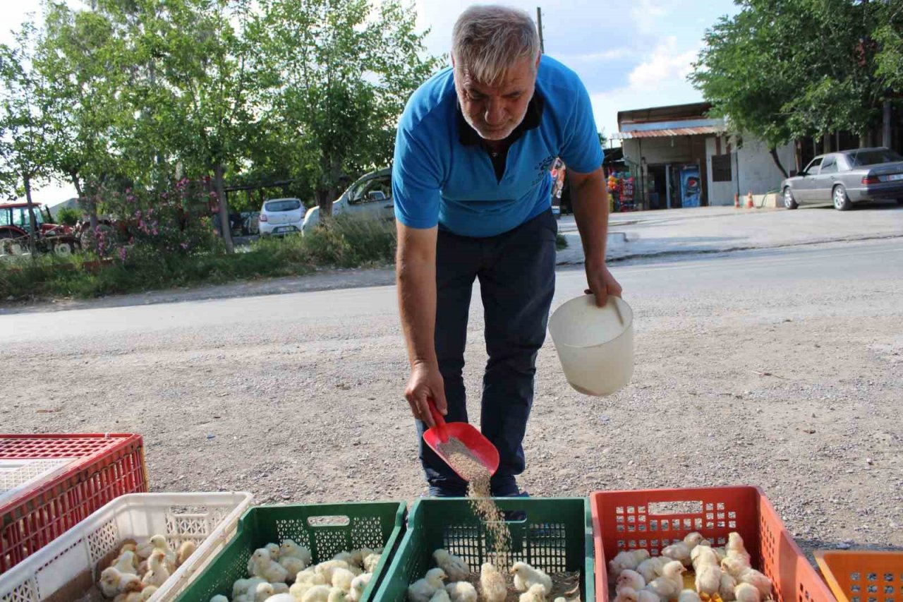 Civciv üreticileri, yasal düzenleme istiyor