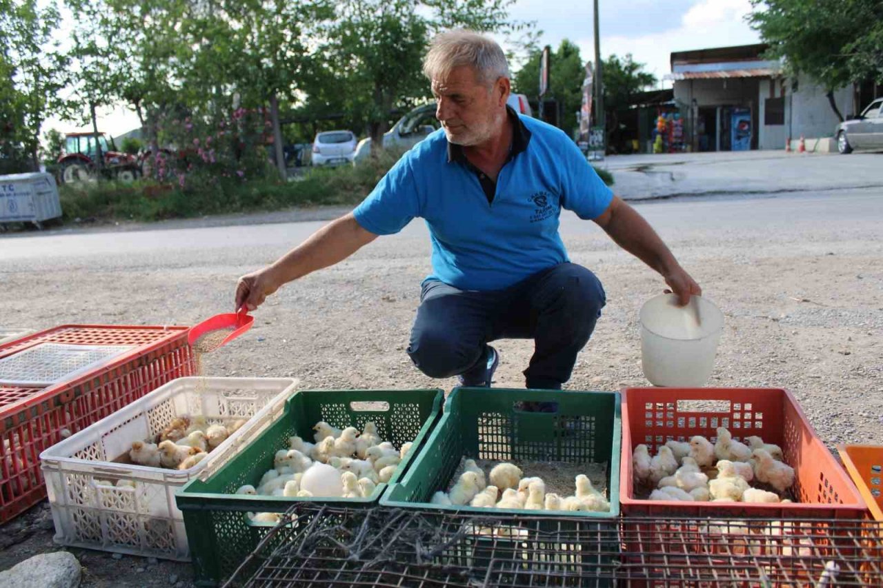 Civciv üreticileri, yasal düzenleme istiyor