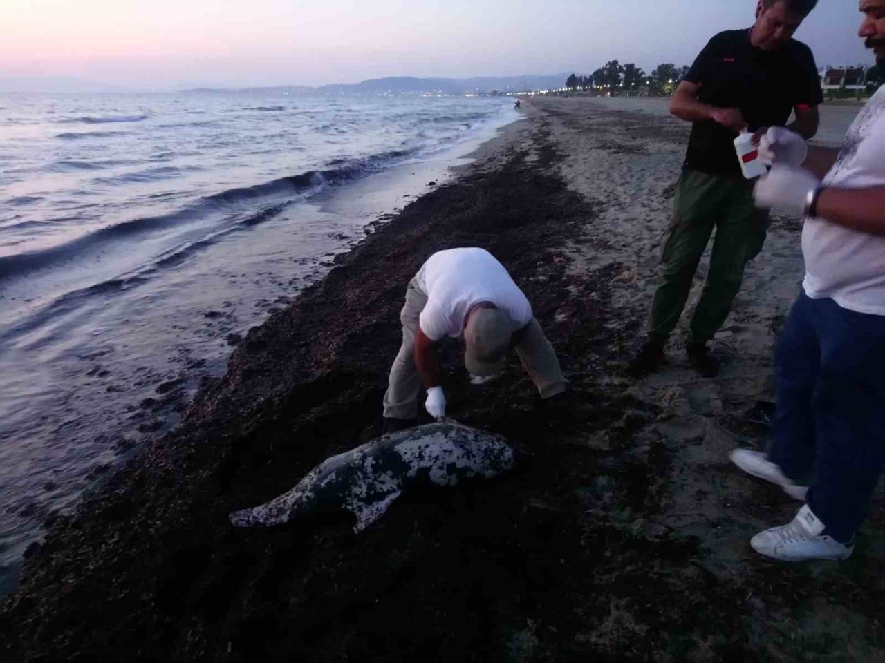 Kuşadası’nda son 1 haftada 6 yunus öldü