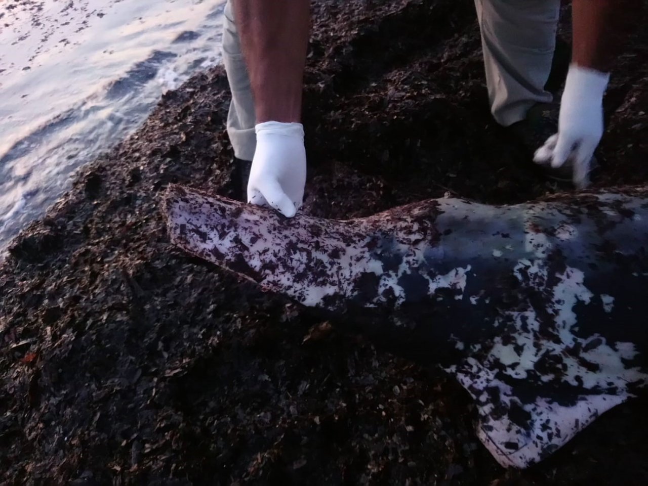 Kuşadası’nda son 1 haftada 6 yunus öldü