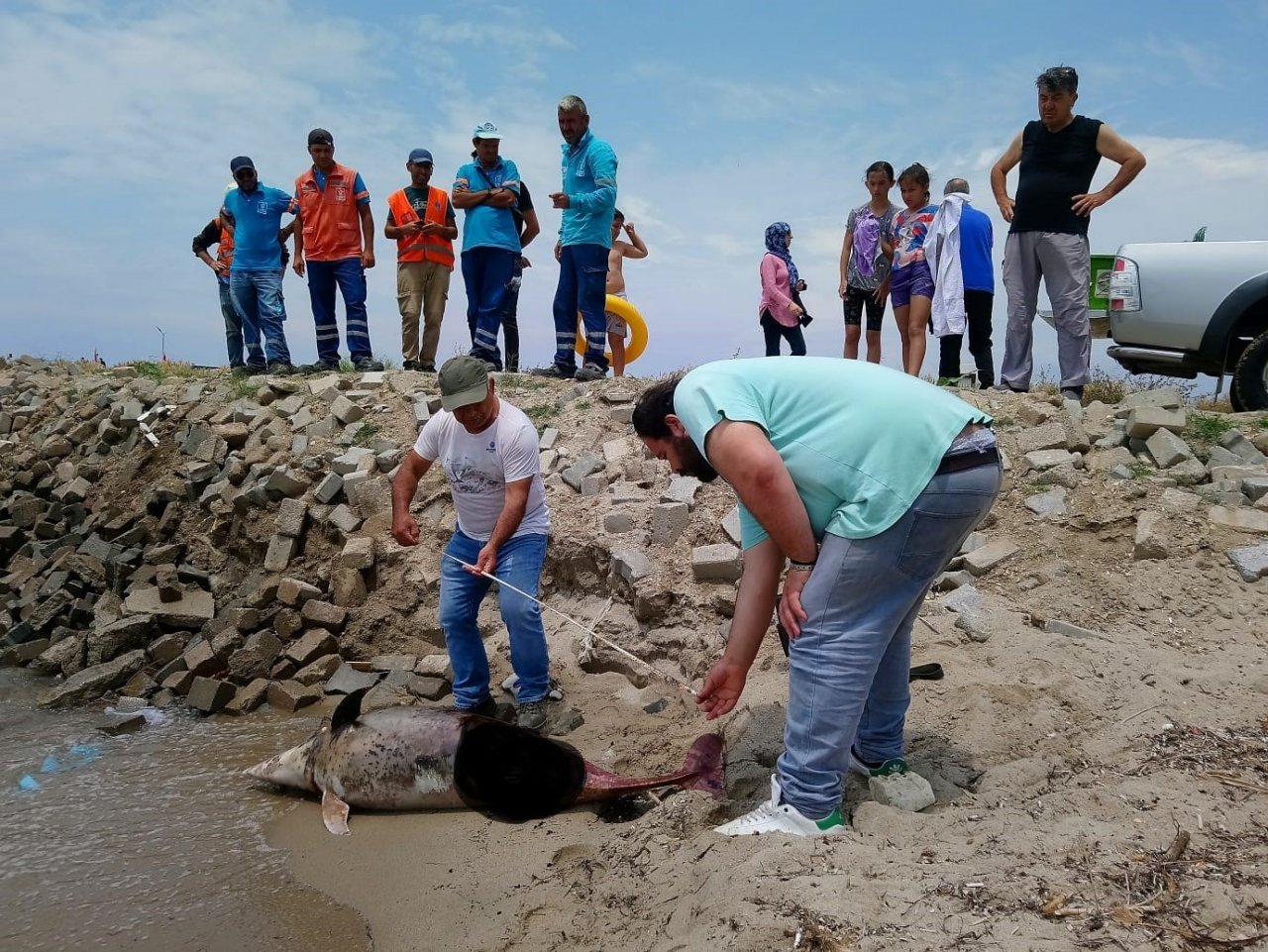 Kuşadası’nda son 1 haftada 6 yunus öldü