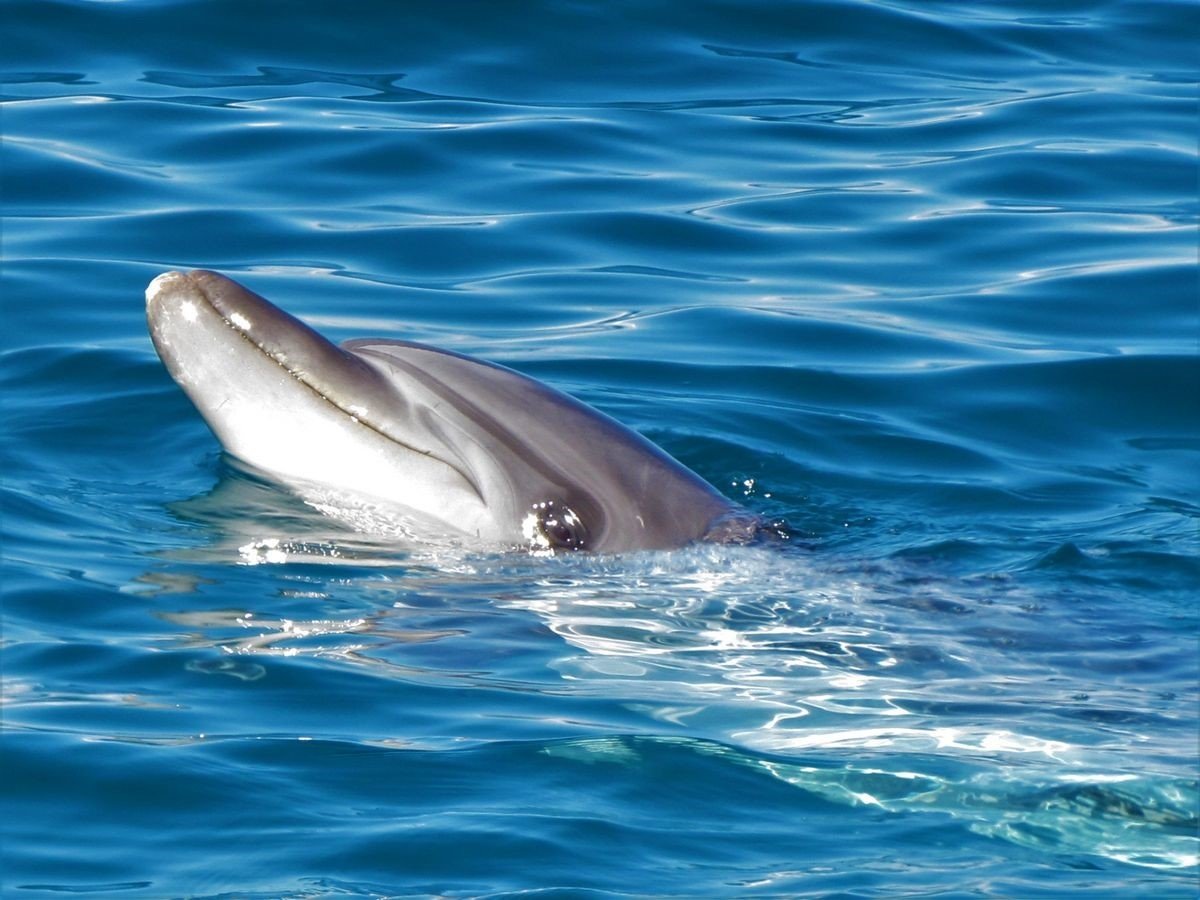 Kuşadası’nda son 1 haftada 6 yunus öldü