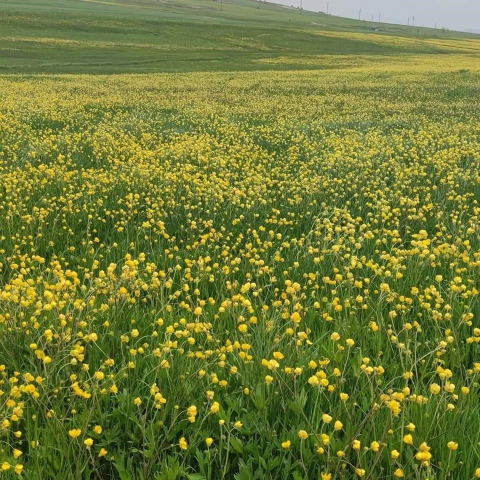 Aşkale kartpostalları aratmıyor