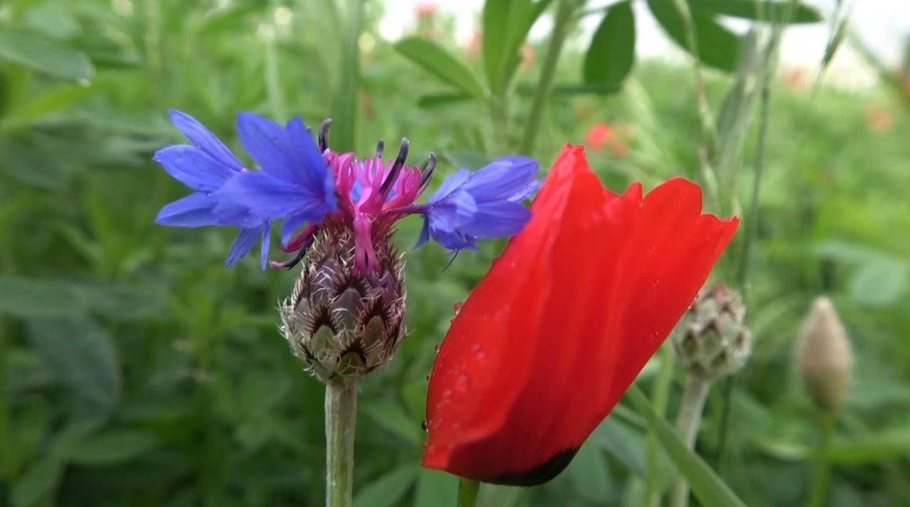 Muş Ovası’nda gelinciklerin görsel şöleni