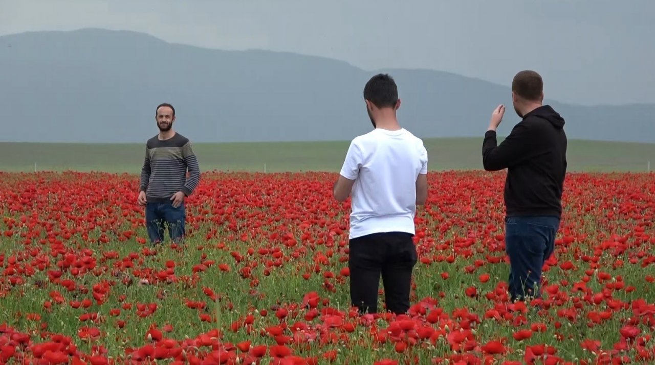 Muş Ovası’nda gelinciklerin görsel şöleni