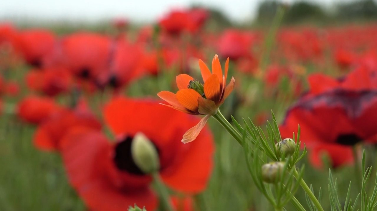 Muş Ovası’nda gelinciklerin görsel şöleni