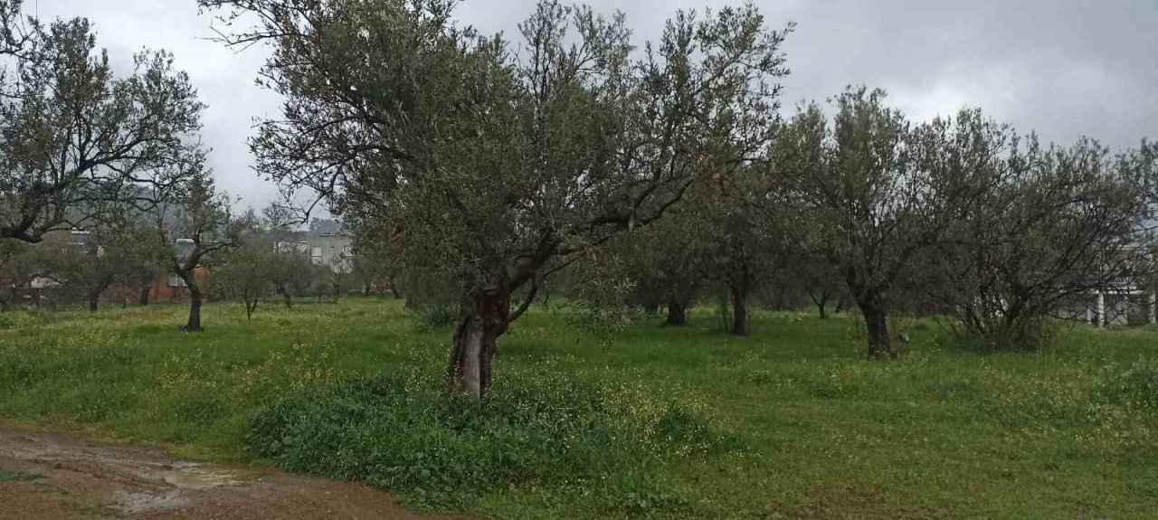 Zeytin üreticisinin gözü Haziran yağmurlarında