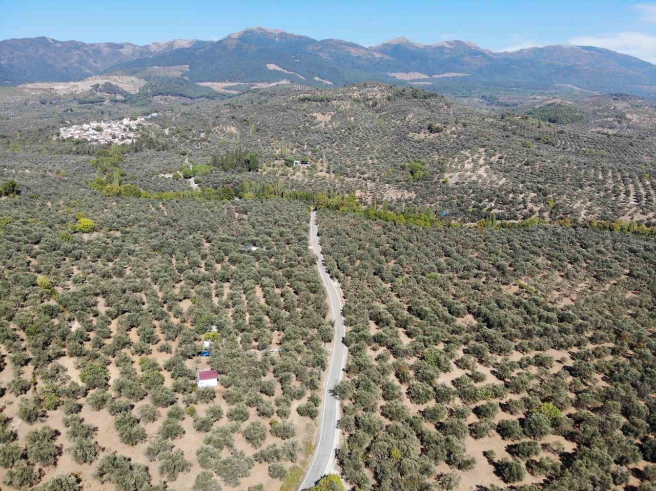 Zeytin üreticisinin gözü Haziran yağmurlarında