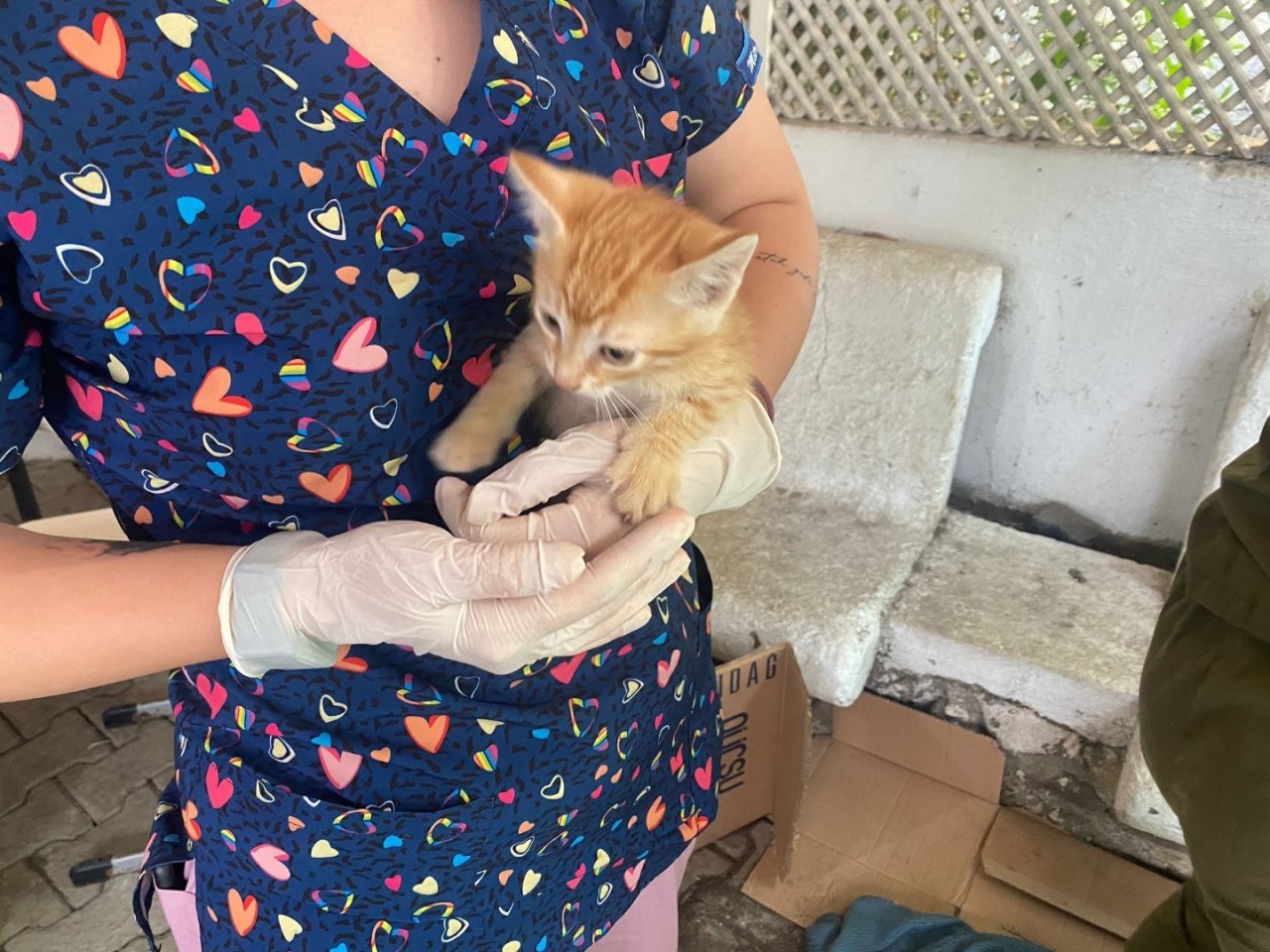 Belediye, sokak hayvanları için çalışmaya devam ediyor